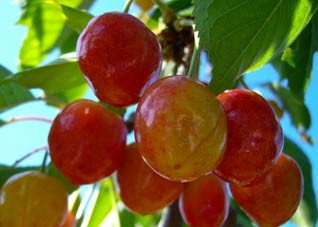 水果养生应对疾病大全