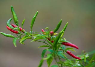 肾脏不好应多吃这6种食物