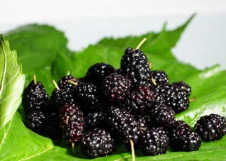 桑葚 补肝益肾治贫血