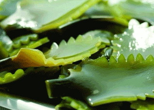 海带为何被称为“长寿菜”