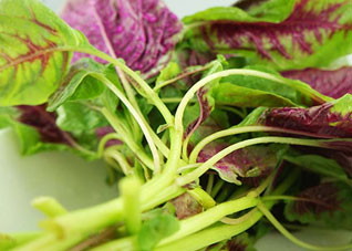 哪些野菜营养价值高