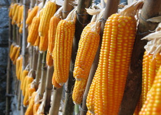 解读夏季五色养生法