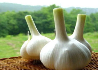 推荐能够药食两用的食物