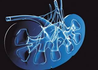 男人补肾需要吃的四种肉