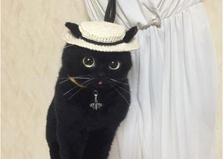 餐桌上的食品如何搭配？