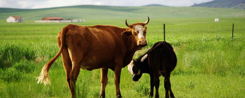 陪我去可可西里去看海下一句	 如果你陪我到可可西里去看海