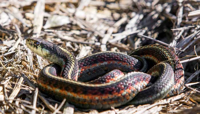 蛇形走位什么意思 蛇皮走位是什么梗