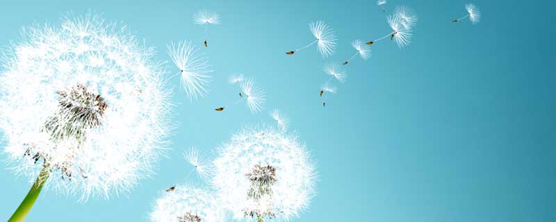 蒲公英的外貌描写 蒲公英的外貌描写30字