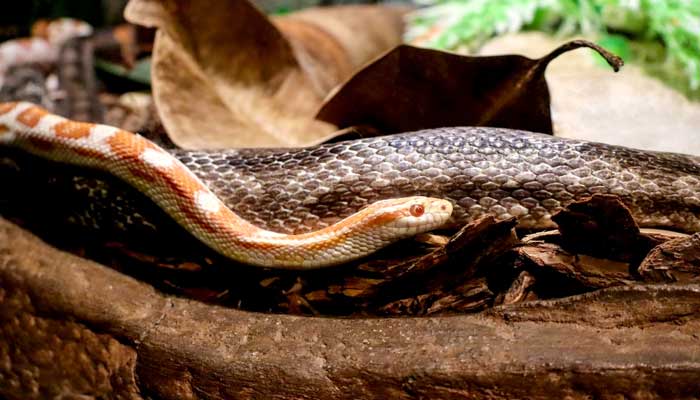 蛇形走位什么意思 蛇皮走位是什么梗