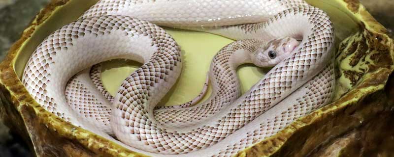 蛇形走位什么意思 蛇皮走位是什么梗