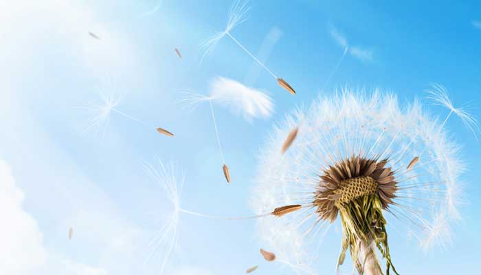 蒲公英的外貌描写 蒲公英的外貌描写30字