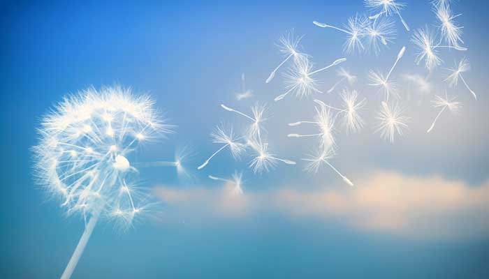 蒲公英的外貌描写 蒲公英的外貌描写30字