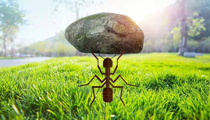 小蚂蚁顺口溜儿歌  小蚂蚁顺口溜儿歌歌词