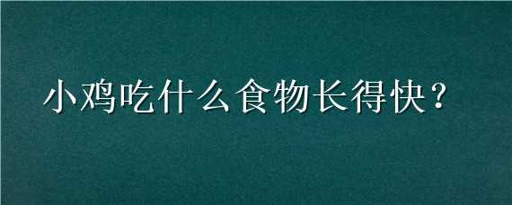 小鸡吃什么食物长得快