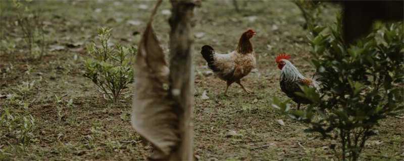 鸡的养殖方法