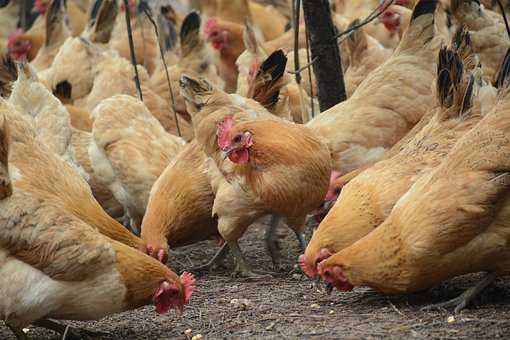 夏季养鸡养要注意哪些鸡病？