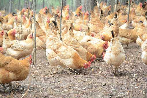 建个土鸡养鸡场投资需要多少钱？土鸡养鸡场利润多少？