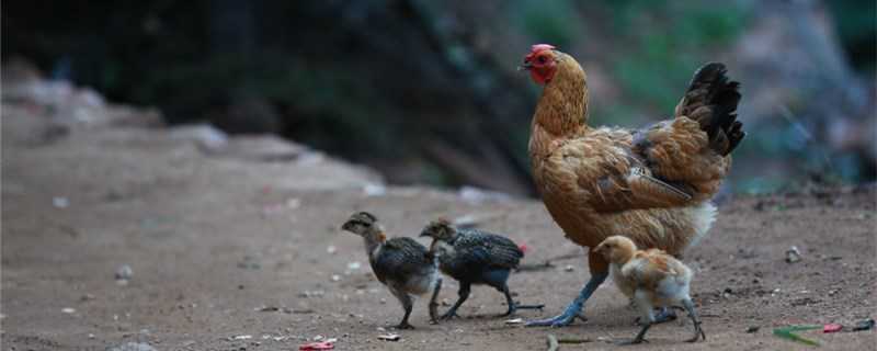 鸡是怎么繁殖的？
