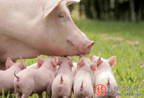 农业部：猪肉进口量将显著下降 3季度猪价将回升