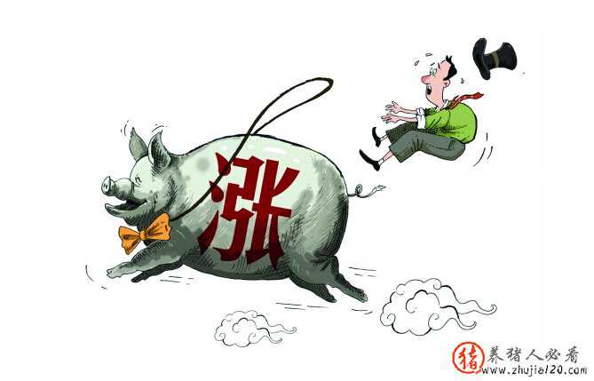 传统猪肉消费步入正轨 将带动12月猪价上涨