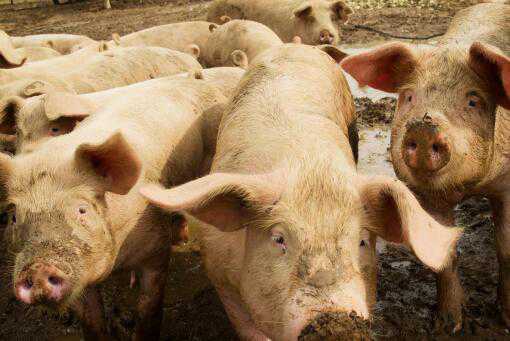 2021年猪价预测：生猪价格会跌至10元吗？