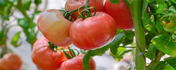 西红柿大棚种植与管理（西红柿大棚种植与管理无土栽培）