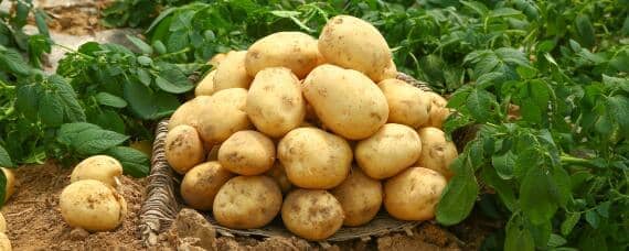 秋土豆生长期是多少天 秋天种的土豆什么时间成熟