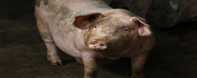 非洲猪瘟早期症状 非洲猪瘟早期症状图片 典型