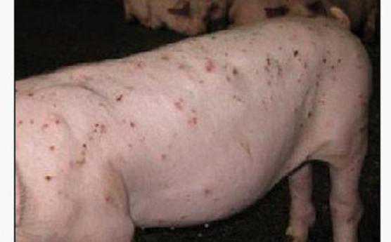猪皮炎肾病综合征诊断 猪皮炎与肾病综合征