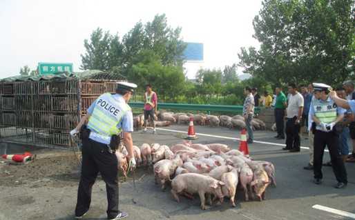 运猪货车高速侧翻 运猪车侧翻20吨活猪遭疯抢