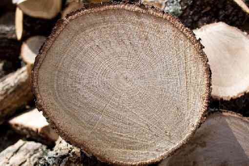 橡树是制作家具的上好木材吗（橡树是制作家具的上好木材吗蚂蚁森林）