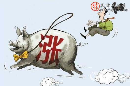 黑龙江省生猪价格持续攀升 黑龙江省今日生猪猪价