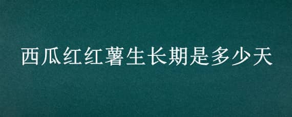 西瓜红红薯生长期是多少天（西瓜红红薯多长时间成熟）