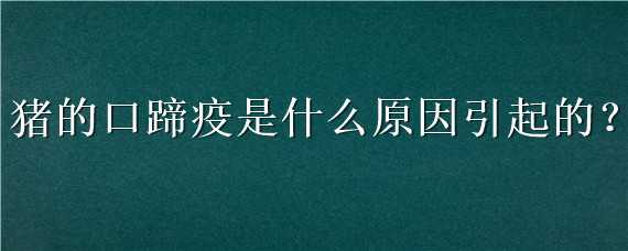 猪的口蹄疫是什么原因引起的