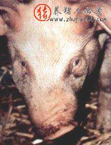 什么是猪萎缩性鼻炎（猪的萎缩性鼻炎）