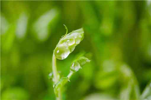 刺老芽怎么种植 刺老芽怎样种植