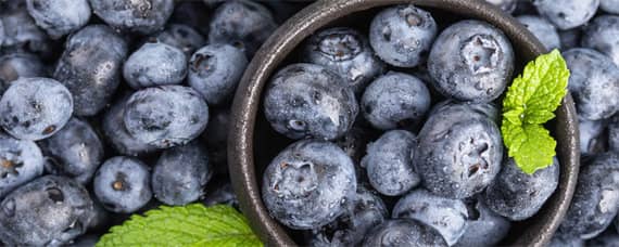莱克西蓝莓养殖注意事项 莱克西蓝莓品种可以自行授粉