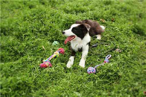 中国冠毛犬多少钱一只