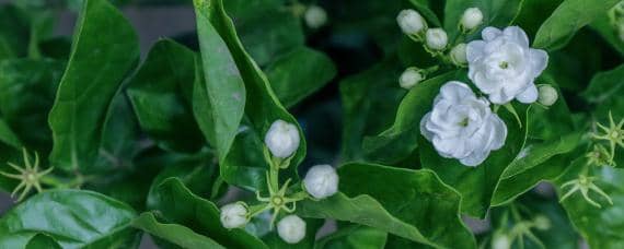 茉莉花病虫害有哪些