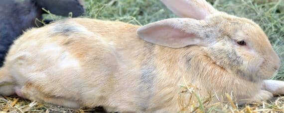 散养兔子一亩地能养多少 散养兔子一亩地能养多少只兔