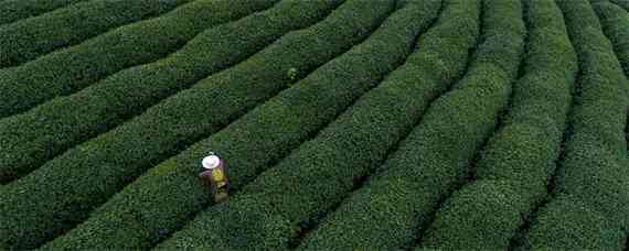 生态有机茶叶品质形成的关键技术（茶叶产品的特色与创新）