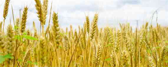 小麦施肥最佳配比（种小麦最佳肥料配比）