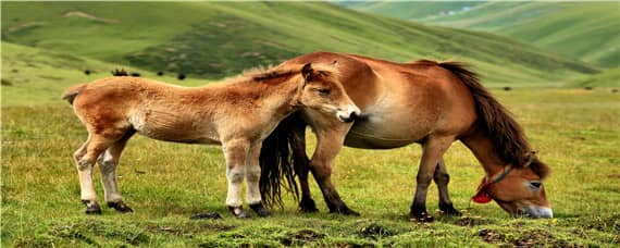 马是怎么繁殖 马是怎么繁殖的过程