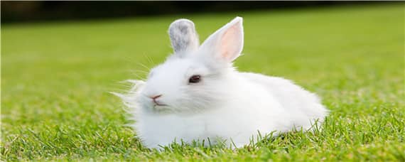 家兔和野兔可以杂交吗 家兔和野兔可以杂交吗吗