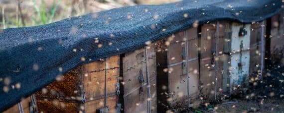 11月份收的蜂能不能过冬（十月份收的蜂能养吗）