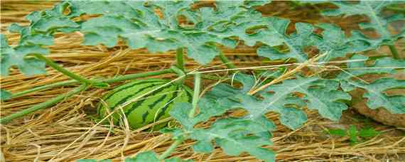 西瓜种植方法和技术 阳台西瓜种植方法和技术