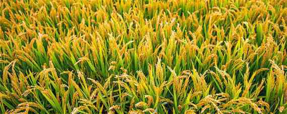 辽星17水稻品种介绍（种星117玉米品种简介）