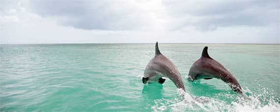 海豚生殖发育的特点是（人类和海豚的发育过程）