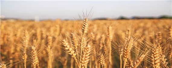 小麦几月份播种（安徽小麦几月份播种）