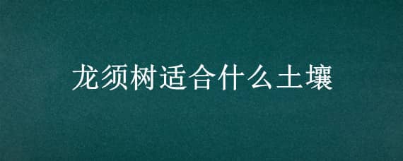 龙须树适合什么土壤?（龙须树适合什么土壤）